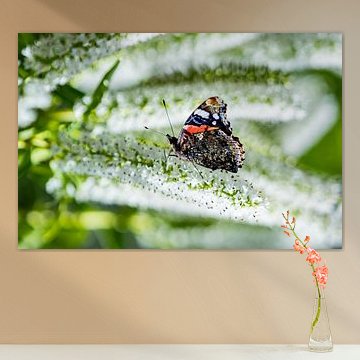 butterfly - red admiral by Lizette Warnars