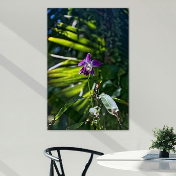 Orchidee aus Sri Lanka von Anton Pater, Reisfotografie