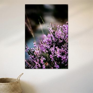 Close-up nature photography of the flowering heather in the Veluwe by Koen Lipman