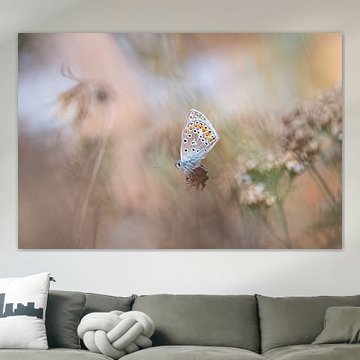 A butterfly, the Icarus blue, amongst the vegetation by Moetwil en van Dijk - Fotografie landschappen - natuur