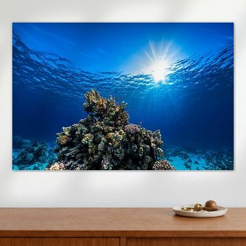A colourful coral reef bathed in sunlight. An underwater photograph featuring bannerfish in the deep blue sea by Laura Georgi Tier- und Ladschaftsfotografie