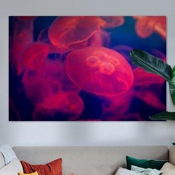 Red jellyfish in an aquarium