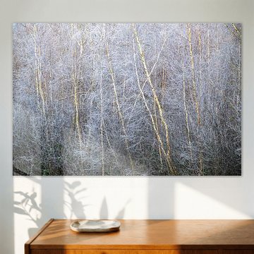Birken im Winter mit Raureif von Ralf Gosch