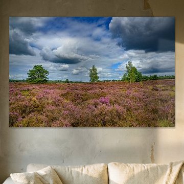 Heathland landscape during a beautiful summer day by Sjoerd van der Wal Photography