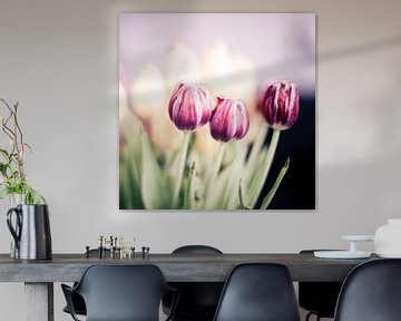 Tulpen von Erik Rudolfs