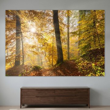 A sun-drenched autumn forest by Daniela Beyer