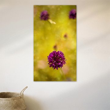 Bleuet violet foncé – Photo macro sur fond de bokeh jaune-vert sur Laura Georgi Tier- und Ladschaftsfotografie