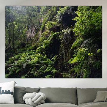 Une luxuriante forêt de lauriers parsemée de fougères sauvages – Los Tilos, La Palma