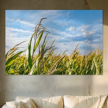 rising above the maize field by Lizette Warnars