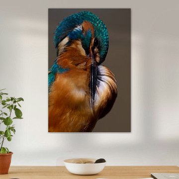 Kingfisher – It’s the feathers that make the man by Kingfisher.photo - Corné van Oosterhout