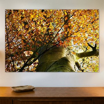 Feuilles d'automne d'un hêtre – Vue sur la couronne dorée sur Laura Georgi Tier- und Ladschaftsfotografie