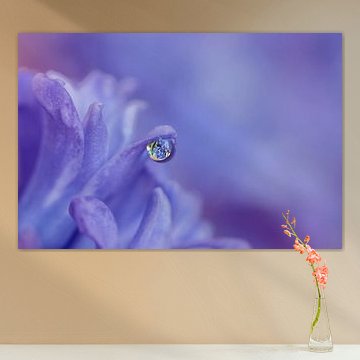 Makro geschossene Hyazinthe