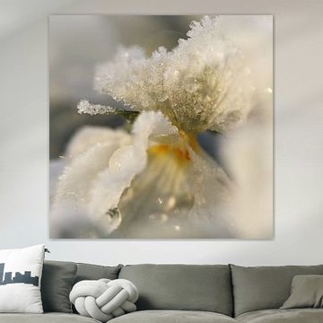 Wit viooltje met rijp en ochtendzon