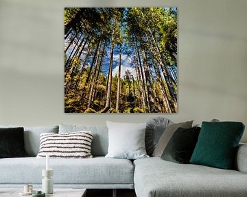 Blick durch den Wald von Photo Art Thomas Klee