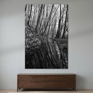 Mirror in the Woods