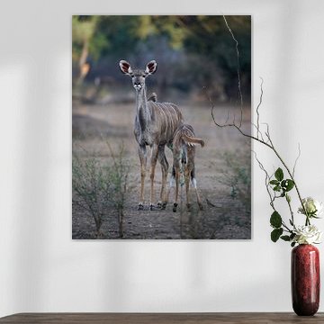 Kudu mit Jungtier von Tom Zwerver