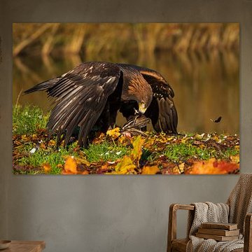 Steinadler, der sich auf Beute auf der Autumn Bank stürzt von Johannes Jongsma