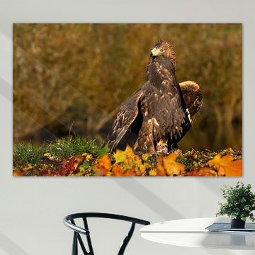 Majestic Golden Eagle Perched Above Prey on Autumn Leaves by Johannes Jongsma