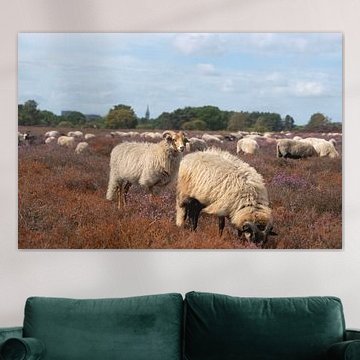 Schafherde auf der Zuiderheide in Hilversum