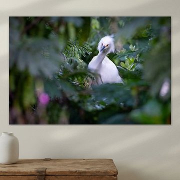 Snowy Egret