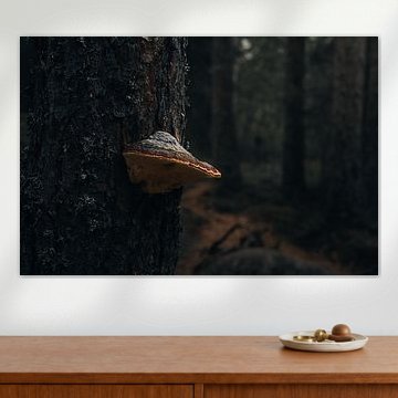 Swedish Wilderness – Red-edged Wood Fungus in the Dark Forest by Dylan Winter Visuals