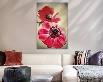 Sweet Anemone II van AD DESIGN Photo & PhotoArt