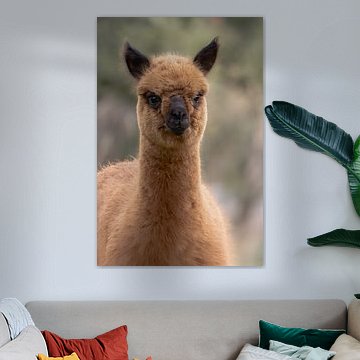 Sanfter Blick eines Alpakas von Niwo Photography