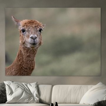Alpaka in stiller Weite von Niwo Photography