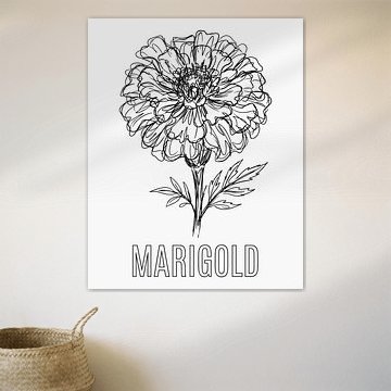 Affiche minimaliste représentant une fleur de souci en dessin au trait - édition blanche sur moveit store