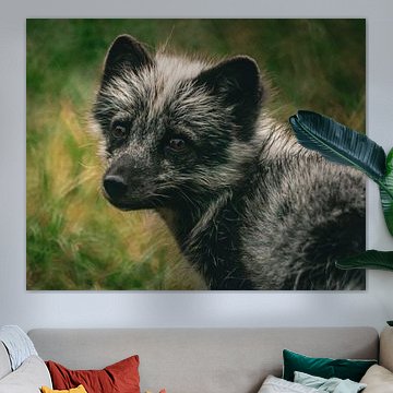 Arctic fox