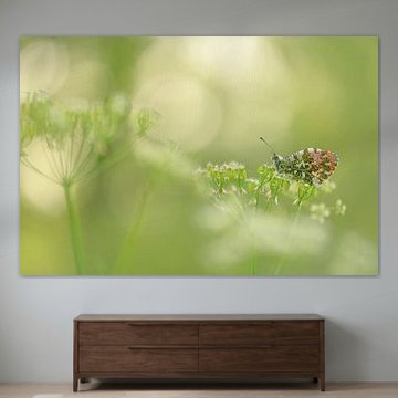 Spring butterfly, the Orange-tip