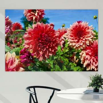 Wunderschöne Blumen in der Sonne