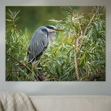 A heron resting in the reeds
