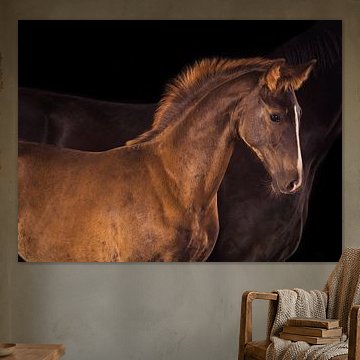 Fohlen im Porträt – warmes Licht auf Bürstenmähne und Blesse von Laura Georgi Tier- und Ladschaftsfotografie