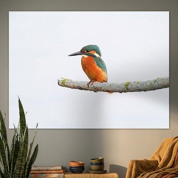 Der Eisvogel / Der blaue Blitz
