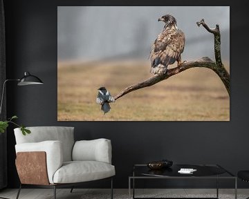Europese Zeearend van Menno Schaefer