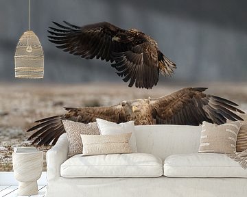 White tailed eagle by Menno Schaefer