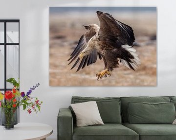 White tailed eagle  by Menno Schaefer