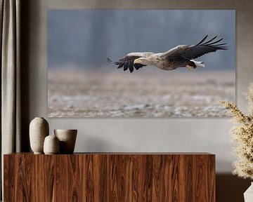 White tailed eagle  von Menno Schaefer