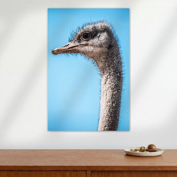 Portrait d'une autruche sur fond de ciel bleu vif, vu en détail sur Femke Ketelaar