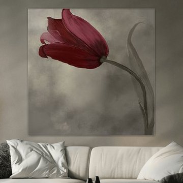 Osmanische Tulpe