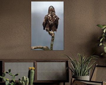 White Tailed Eagle by Menno Schaefer