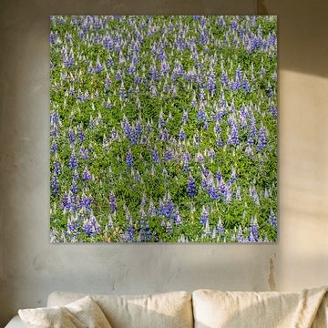 A Field in Bloom with Purple Lupins – Icelandic Flora