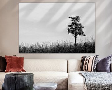 Arbre solitaire sur Judith van der Graaf