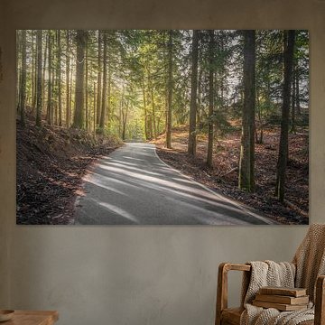 Weg door het bos van Vallombrosa in Toscane, Italië van Stefano Orazzini