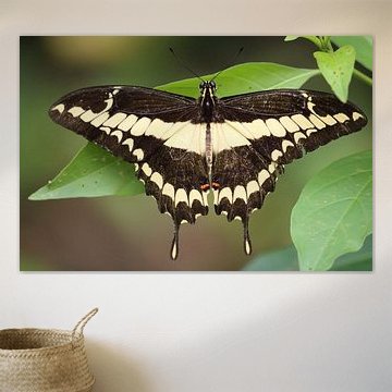 Papillon « papillon géant de l'Est »