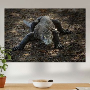 A Prehistoric Perspective – Komodo Dragons in Action