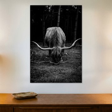 Un bœuf Highland écossais en train de paître sur la lande de Wezep, aux Pays-Bas sur Koen Lipman