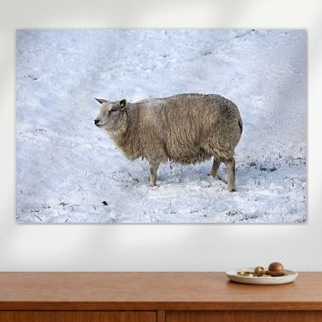 Schaf im Schnee