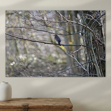 Singdrossel auf einem Ast im Wald von Chantal Louwerens